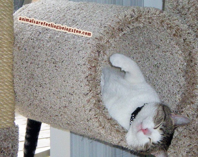 cino-sleep-upsidedown-climber-brighter