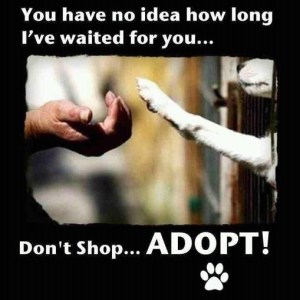 adopt