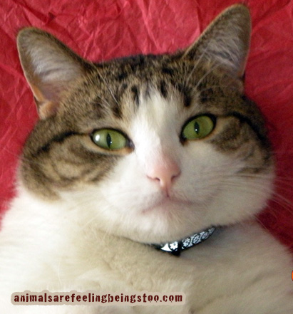 cino-share-your-animalpic-blogpost