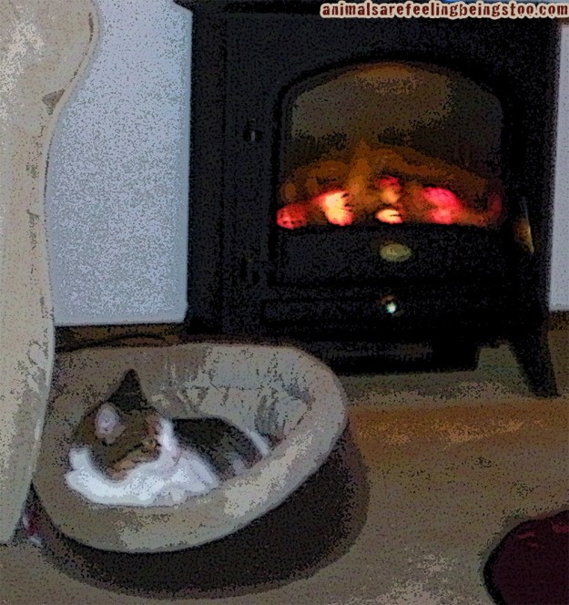 cino-by-fireplace
