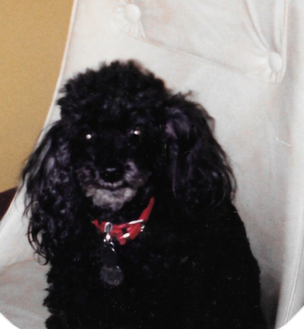 kurly-smaller-resolution-big-size