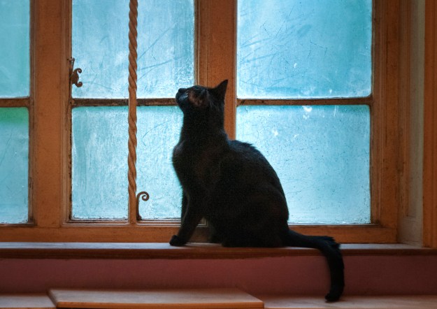 pearl-in-the-ferret-room