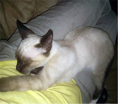 chau-resting-comfortablypng copy