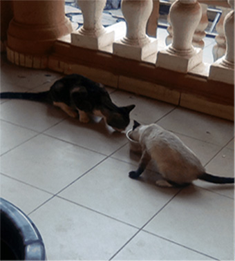 chou-with-other-cat copy