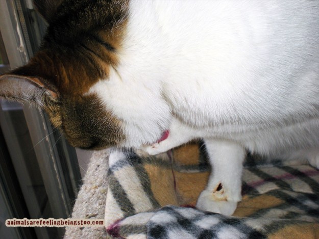 cino-licking-medicine-paw