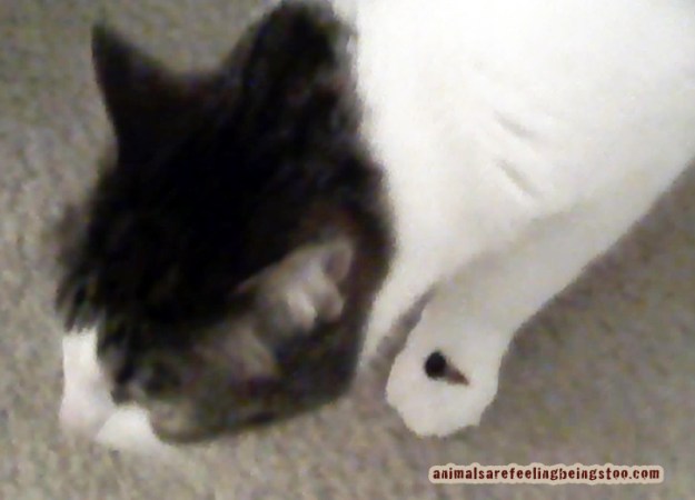 cino-medicine-on-paw