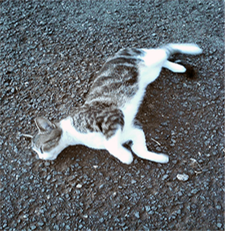 happy-laying-down copy.jpg