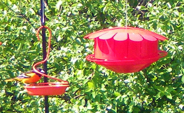 beautiful-bird-through-window-at-crabtrees