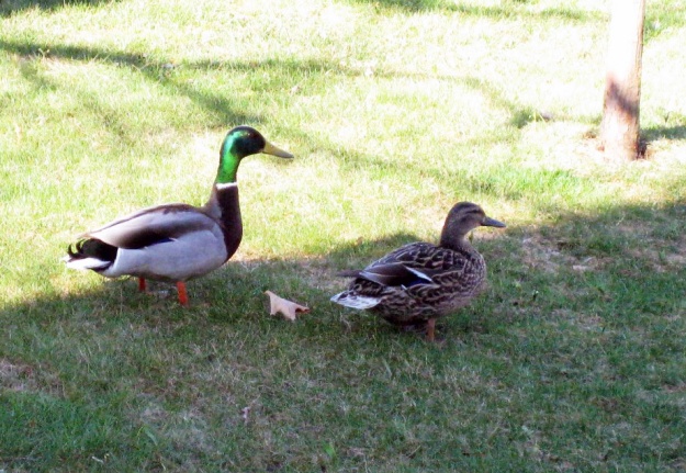 ducks-edited
