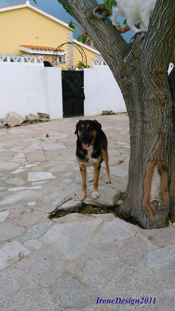 Odin 2 LeeAnn-sizechange