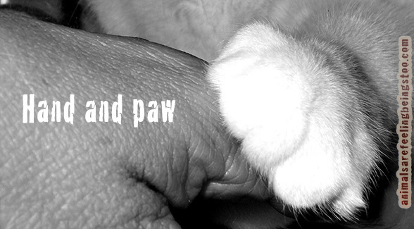 cino-and-I-hand-paw-blackwhite
