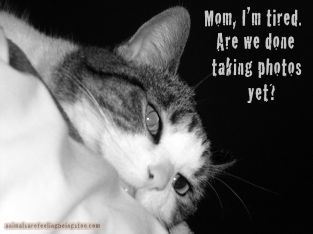 Cino-closeup-blackwhitewith-words2