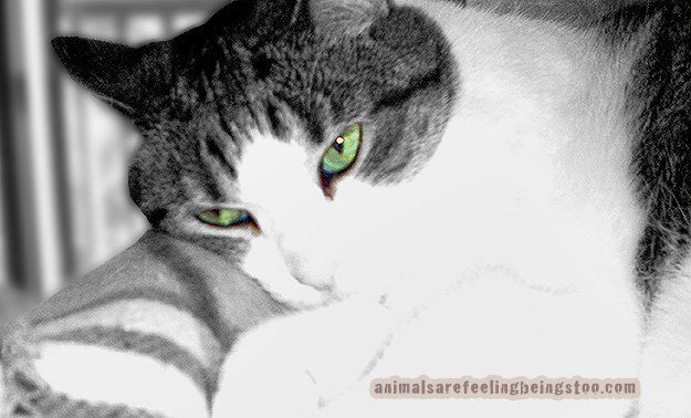 cino-green-eyes-blackwhite