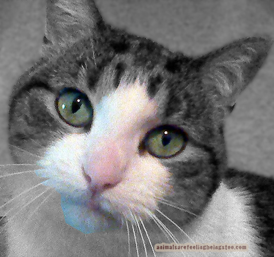 close-up-black-white2