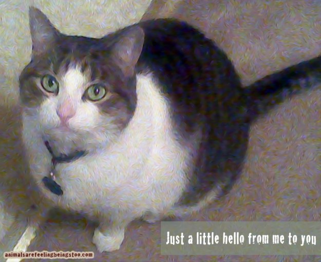 playing-around-AAFBT