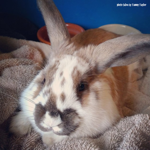 Astro-no-edit-but-words