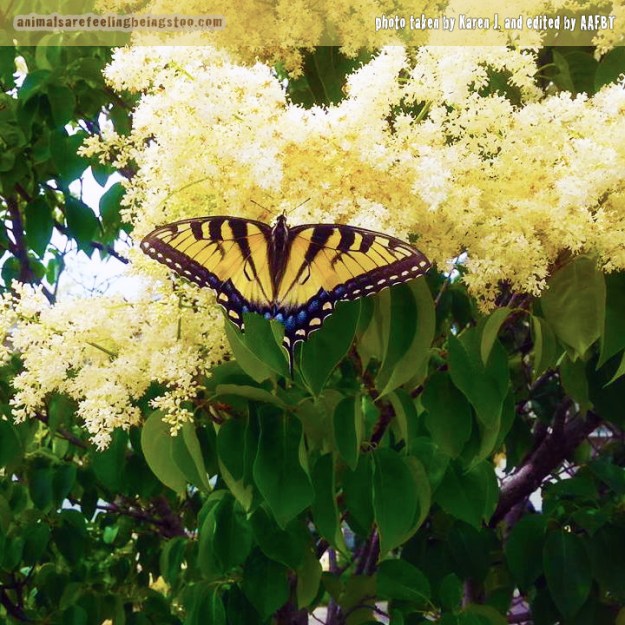 beautiful-butterfly-edited