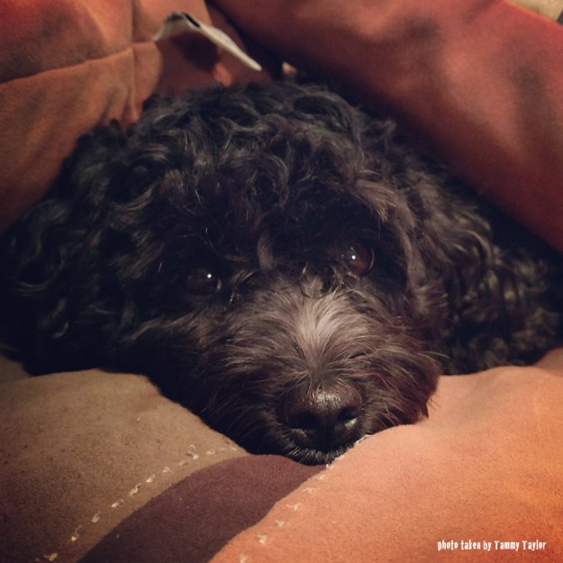 Bogey-no-edit-but-words