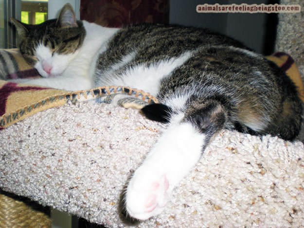 ciino-sleeping-closeup-angle