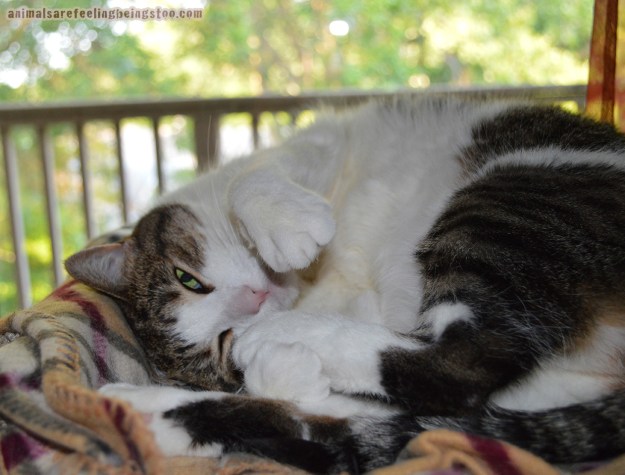 Cino-up-close-dads-camera
