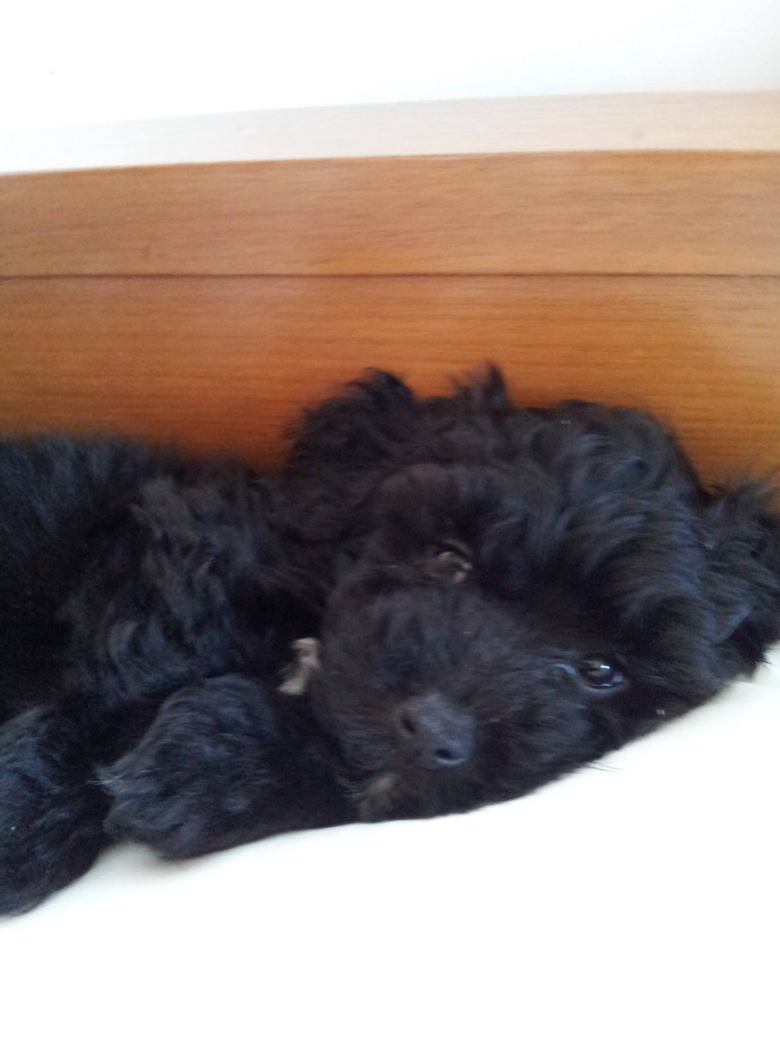 Lisa's-favorite-dog2