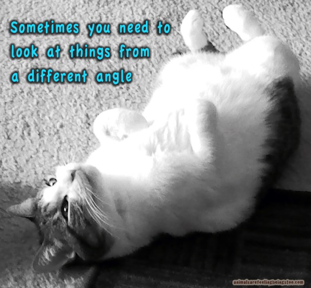 cute-cino-upside-down (1)-with-words-aafbt