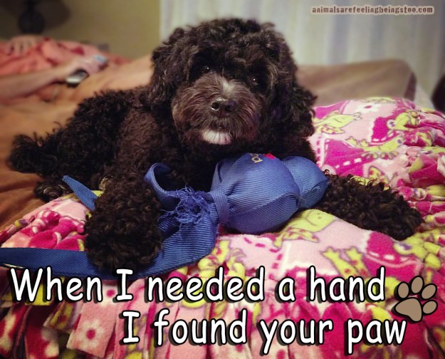 bogey-with-toy-on-bed-with-words