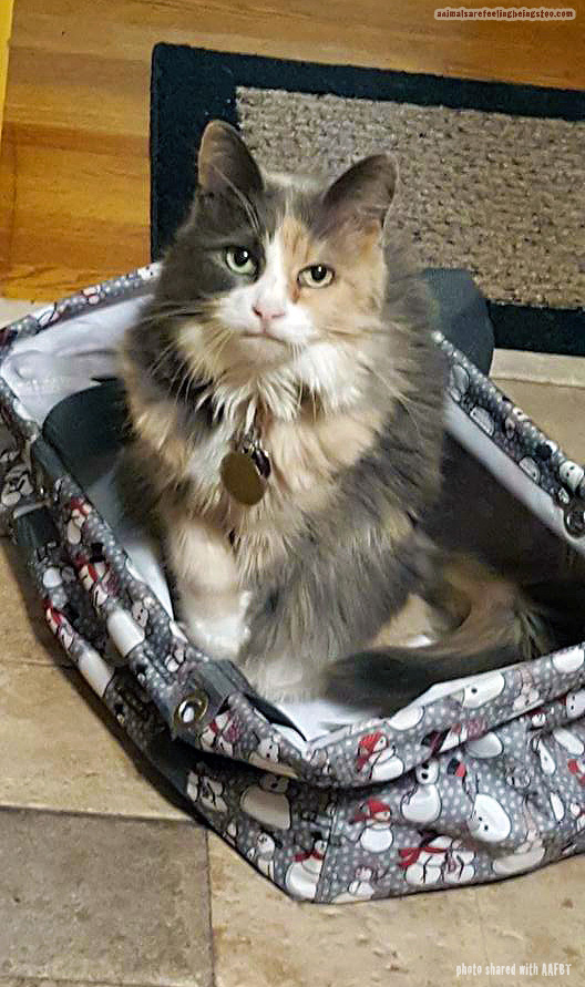 cat in bag-aafbt2