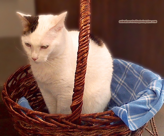 cat-in-basket-at-skadron-aafbt