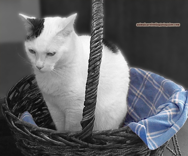 cat-in-basket-at-skadron-blackwhite-with-color