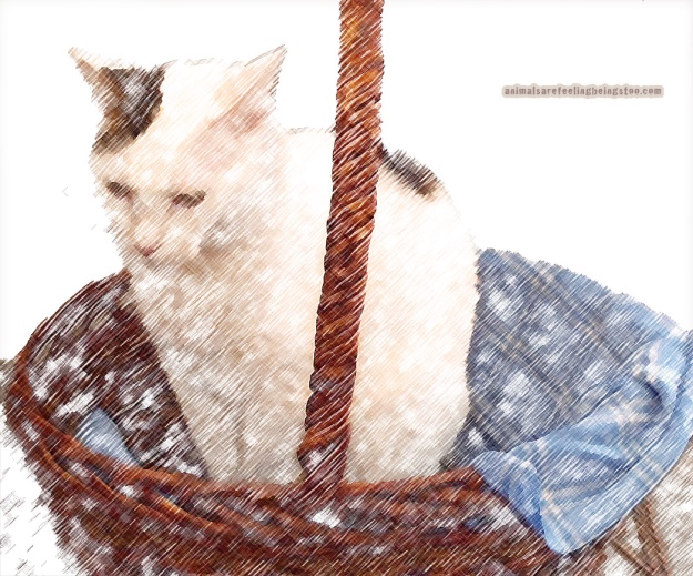 cat-in-basket-at-skadron-pencil