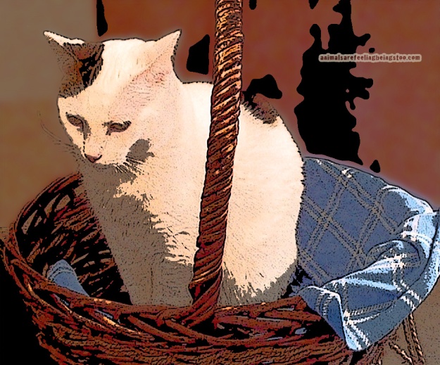 cat-in-basket-at-skadron-posterized