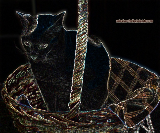 cat-in-basket-at-skadron-stylize