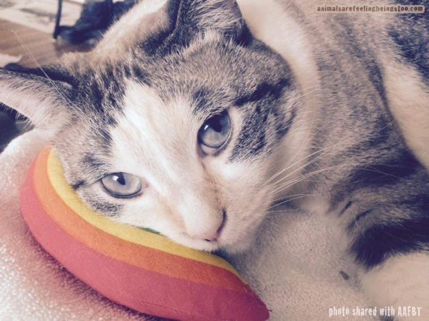 cat laying on pillow toy-aafbt