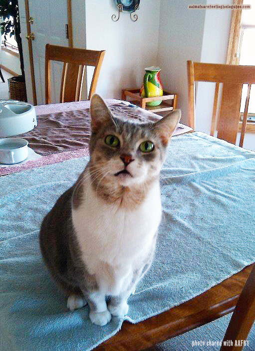 cat on table-aafbt3