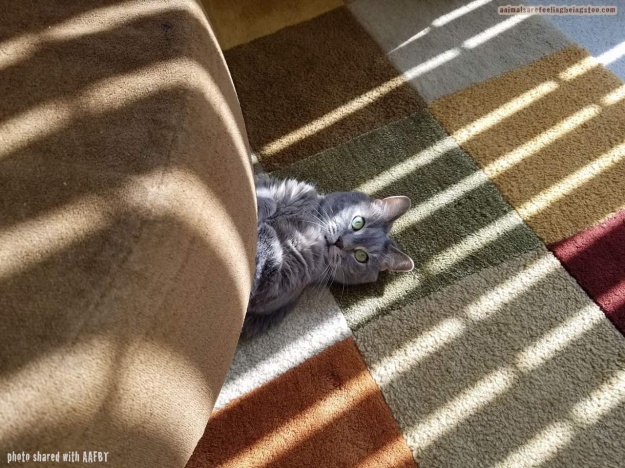 cat under couch-aafbt