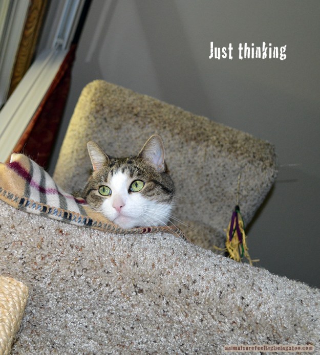 cino-just-thinking-aafbt