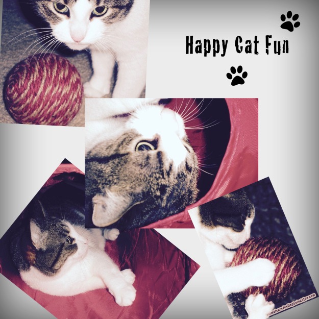 Cino-september-happy-cat-fun