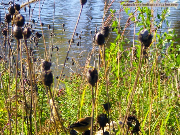 bird-in-wild-grass-by-water-aafbt