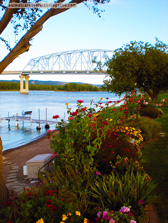 bridge1 wabasha-aafbt