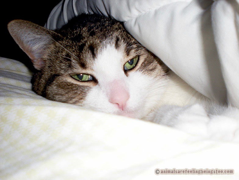 cino-under-covers-aafbt-enhanced