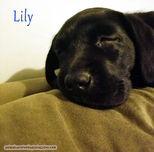 lily-blanket3-aafbt