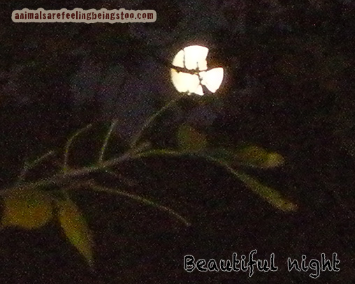 moon-with-words-aafbt