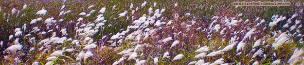 wheat grass-aafbt