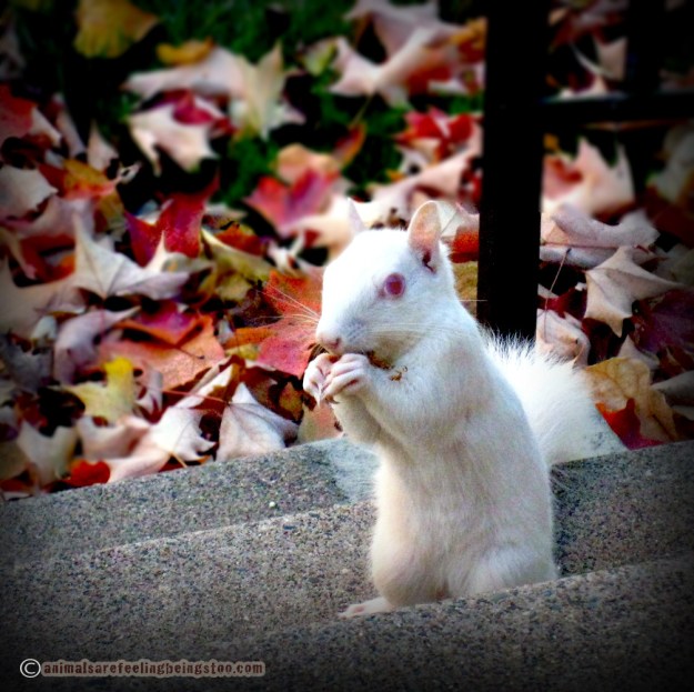albino-squirrel-mom-aafbt-copyright