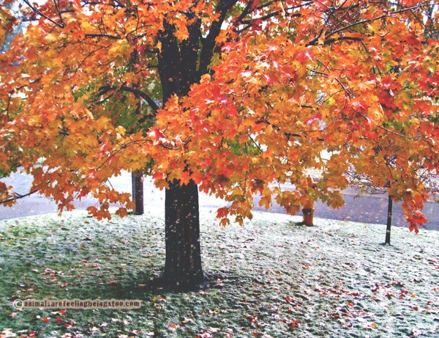 mom's-fall-and-snow-pic