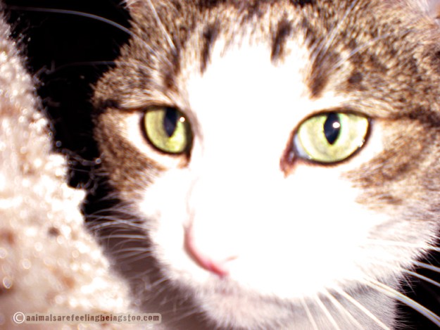 adorable-closeup-aafbt