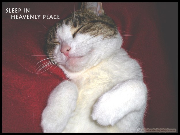 cino-paws-up-sleeping-aafbt