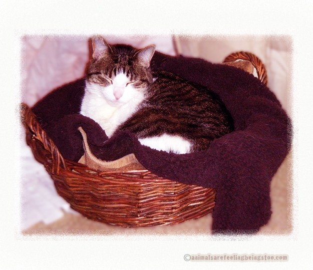 cino-in-a-basket-aafbt