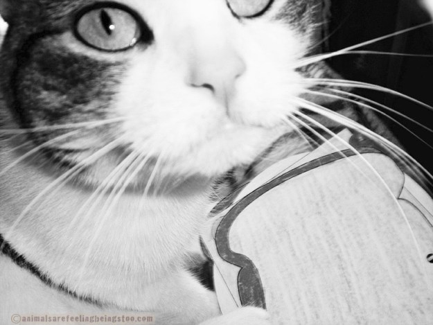 Cino-sandwich-black-and-white-aafbt